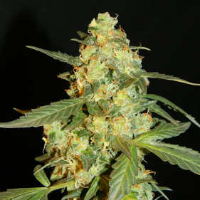 Auto Mazar (Мазар ТГК 18%)